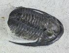Cornuproetus Trilobite - Excellent Specimen #58728-2